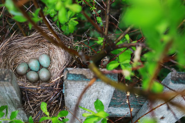 Similar image 13001789