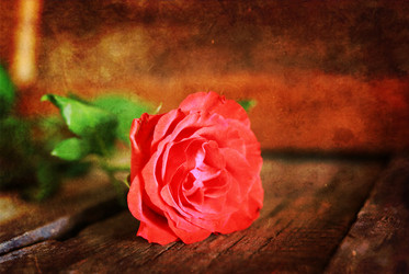 Similar image 13005690