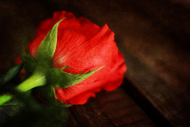 Similar image 13009782