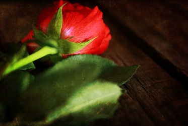 Similar image 13010054