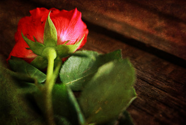 Similar image 13010069