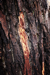 Similar image 13055501