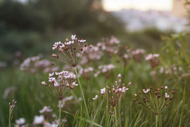 Similar image 13054206