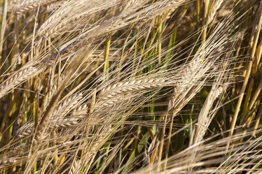 Similar image 13047434