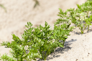 Similar image 13047852