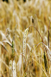 Similar image 13047192