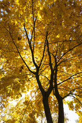 Similar image 13047596