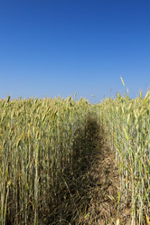 Similar image 13047335