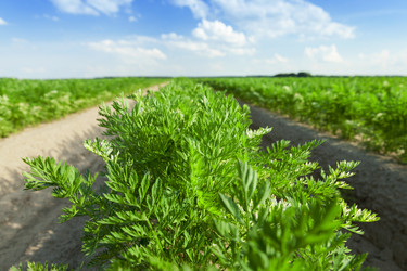 Similar image 13047198