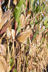 Similar image 13047817