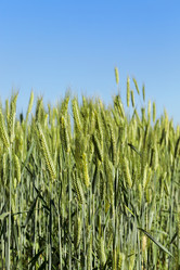 Similar image 13047364