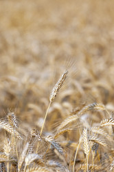 Similar image 13047485