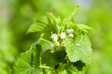 Similar image 13047486