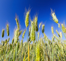 Similar image 13047546