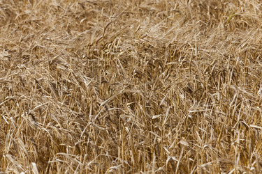 Similar image 13047564