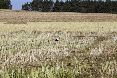 Similar image 13047405