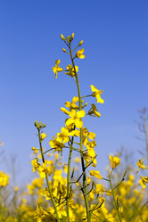 Similar image 13047764