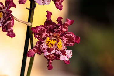 Similar image 13051253