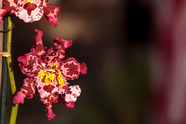 Similar image 13051607