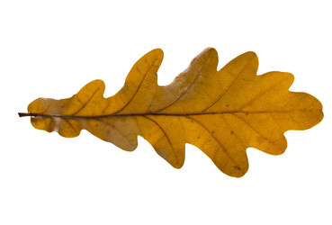 Similar image 13048051