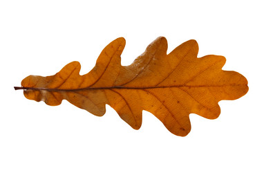 Similar image 13048076