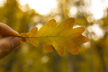 Similar image 13048355