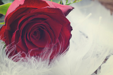 Similar image 13038515