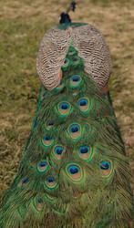 Similar image 13051124