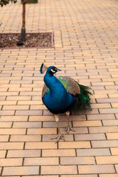 Similar image 13051506