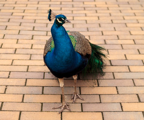 Similar image 13051526