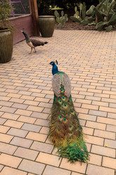 Similar image 13051528