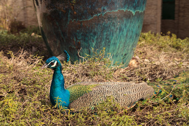 Similar image 13051580