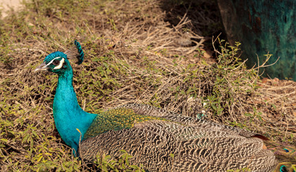 Similar image 13051232