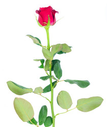 Similar image 13046097