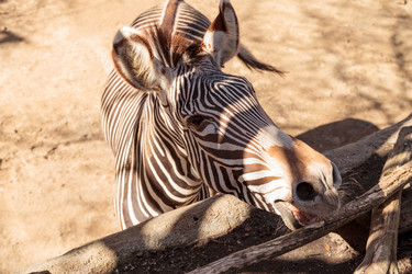 Similar image 13051389