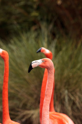 Similar image 13051132