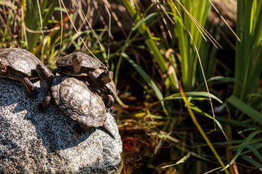 Similar image 13051756