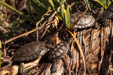 Similar image 13051725