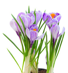 Similar image 13038426