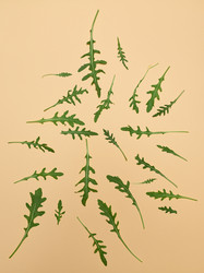 Similar image 13038061