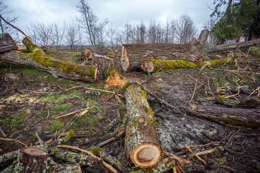 Similar image 13001671