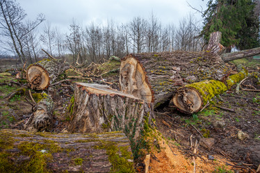 Similar image 13001692