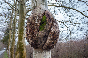 Similar image 13001532