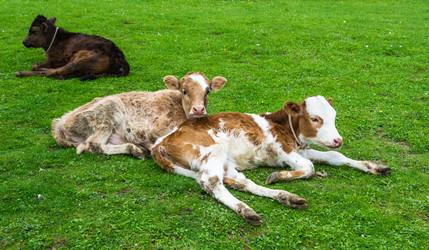 Similar image 13064465