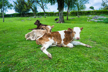 Similar image 13064467