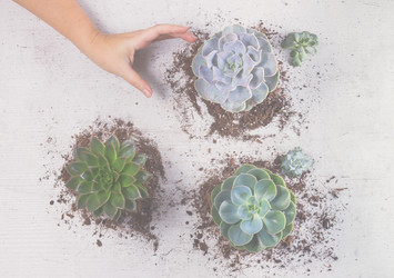 Similar image 13038509