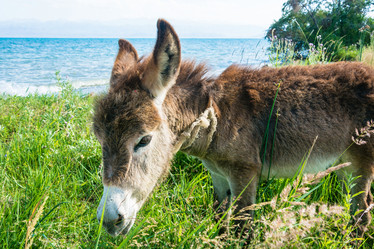 Similar image 13065399