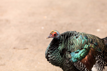 Similar image 13051923