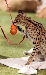 Similar image 13052025