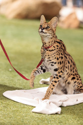 Similar image 13052039